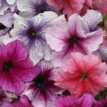 Petunia G. Prism - S...