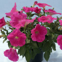 Petunia R. Rapide