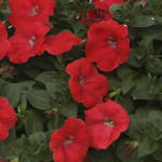 Petunia R. Rapide...