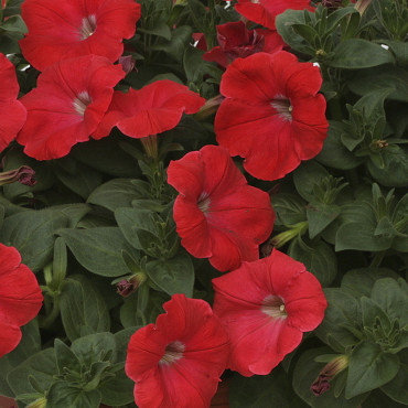 Petunia R. Rapide...