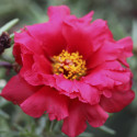 Portulaca Sunnyside