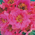 Portulaca Sunnyside
