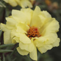 Portulaca Sunnyside