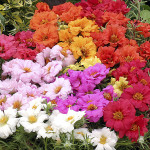 Portulaca Sunnyside...