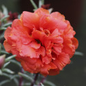 Portulaca Sunnyside