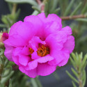 Portulaca Sunnyside