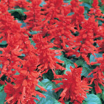 Salvia Maestro...