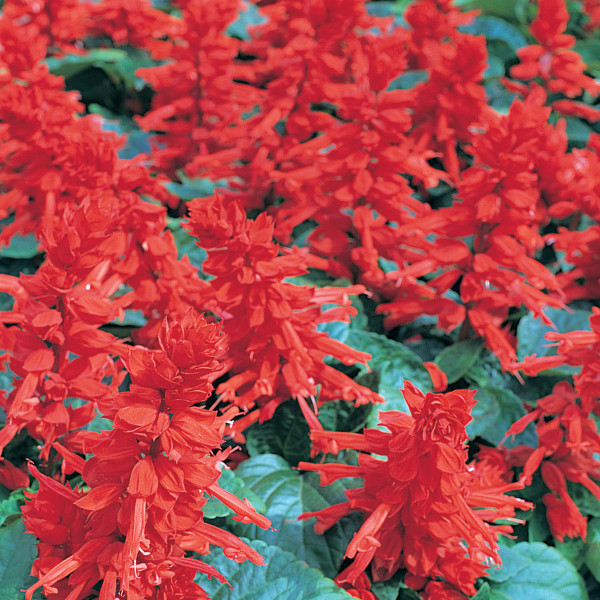 Salvia Maestro