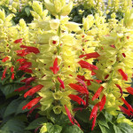 SalviaMojave Improve...