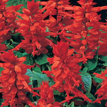 Salvia Sahara...