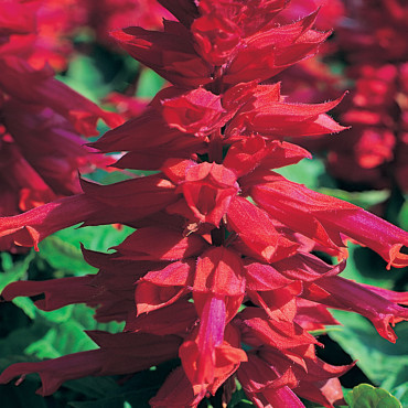 Salvia Sizzler...