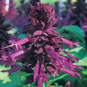 Salvia Sizzler