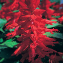 Salvia Sizzler