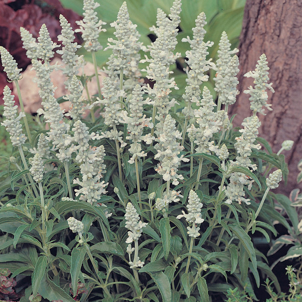 Salvia Cirrus