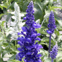 Salvia Cirrus