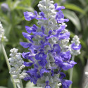 Salvia Cirrus