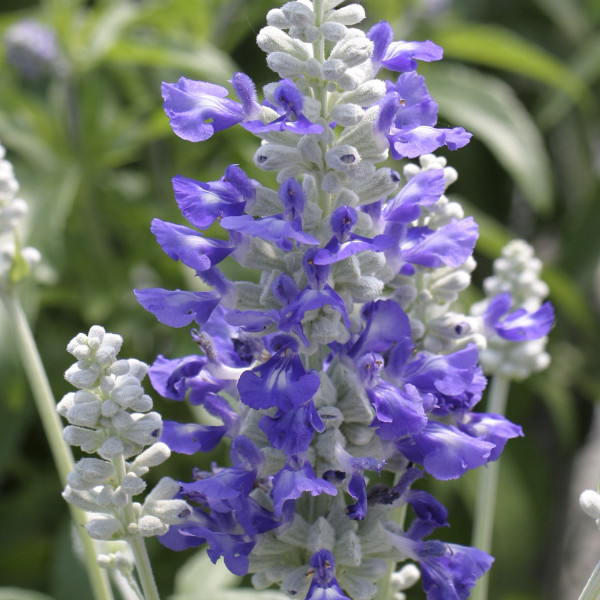 Salvia Strata