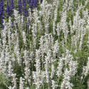 Salvia Cirrus