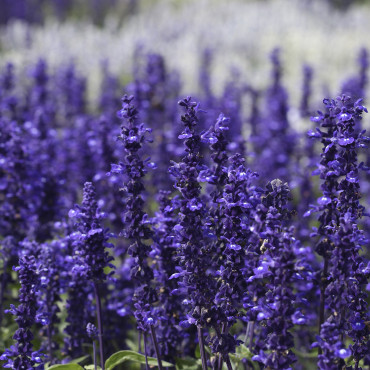 Salvia Victoria...