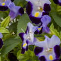 Torenia Hi Lite