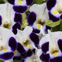 Torenia Hi Lite