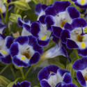 Torenia Hi Lite