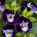 Torenia Hi Lite