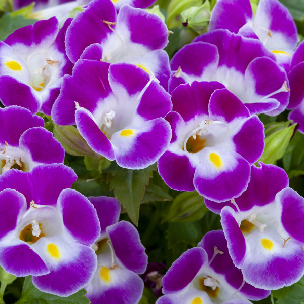 Torenia Hi Lite