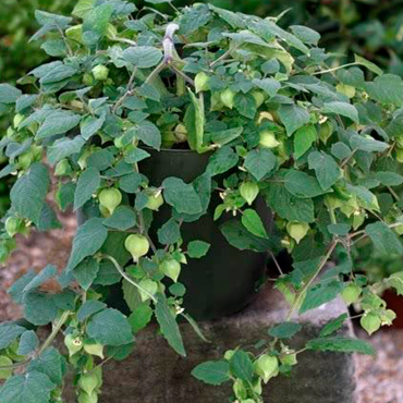 Uchuva Little Lanter...