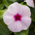 Vinca Blockbuster