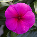 Vinca Blockbuster