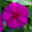 Vinca Blockbuster