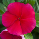 Vinca Blockbuster