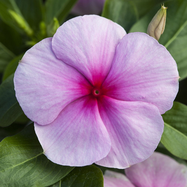 Vinca Blockbuster