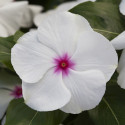 Vinca Blockbuster