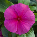 Vinca Blockbuster