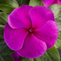 Vinca Blockbuster