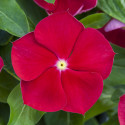 Vinca Blockbuster