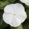 Vinca Blockbuster