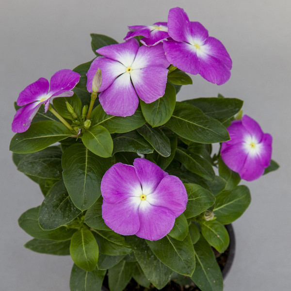 Vinca Sun Jewels