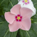 Vinca Sun Jewels