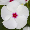 Vinca Sun Jewels