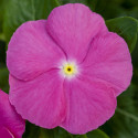 Vinca Sun Jewels