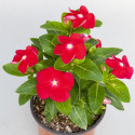 Vinca Sun Jewels