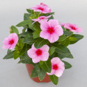 Vinca Sun Jewels