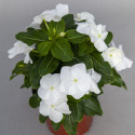 Vinca Sun Jewels