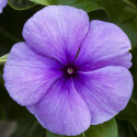 Vinca Vitesse