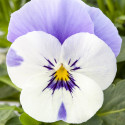 Viola Bel Viso