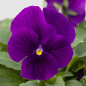 Viola Bel Viso