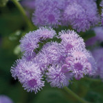 Agerato Blue Horizon...